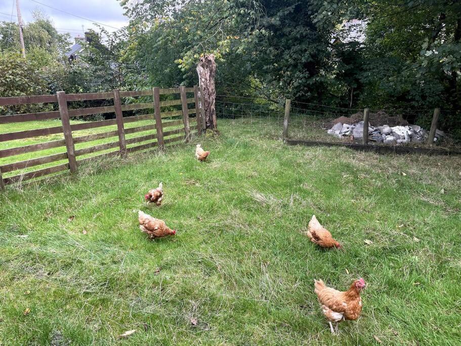 Y Felin Bed And Breakfast And Smallholding Caersws Exterior foto